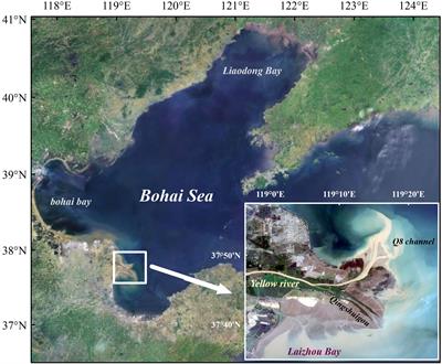 Analysis of the evolution of the Yellow River Delta coastline and the response of the tidal current field